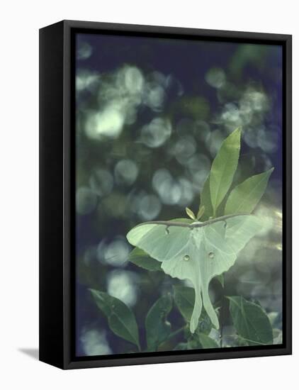 Luna Moth Clings to a Pond Side Chokecherry Tree-Alfred Eisenstaedt-Framed Stretched Canvas