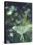 Luna Moth Clings to a Pond Side Chokecherry Tree-Alfred Eisenstaedt-Stretched Canvas