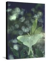 Luna Moth Clings to a Pond Side Chokecherry Tree-Alfred Eisenstaedt-Stretched Canvas