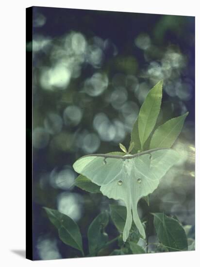 Luna Moth Clings to a Pond Side Chokecherry Tree-Alfred Eisenstaedt-Stretched Canvas