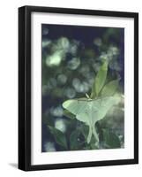 Luna Moth Clings to a Pond Side Chokecherry Tree-Alfred Eisenstaedt-Framed Premium Photographic Print