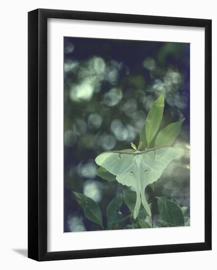 Luna Moth Clings to a Pond Side Chokecherry Tree-Alfred Eisenstaedt-Framed Premium Photographic Print