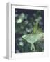 Luna Moth Clings to a Pond Side Chokecherry Tree-Alfred Eisenstaedt-Framed Premium Photographic Print