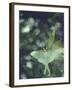 Luna Moth Clings to a Pond Side Chokecherry Tree-Alfred Eisenstaedt-Framed Premium Photographic Print