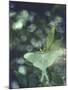 Luna Moth Clings to a Pond Side Chokecherry Tree-Alfred Eisenstaedt-Mounted Premium Photographic Print