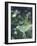 Luna Moth Clings to a Pond Side Chokecherry Tree-Alfred Eisenstaedt-Framed Photographic Print