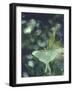 Luna Moth Clings to a Pond Side Chokecherry Tree-Alfred Eisenstaedt-Framed Photographic Print