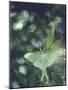Luna Moth Clings to a Pond Side Chokecherry Tree-Alfred Eisenstaedt-Mounted Photographic Print