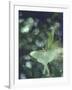 Luna Moth Clings to a Pond Side Chokecherry Tree-Alfred Eisenstaedt-Framed Photographic Print