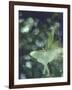 Luna Moth Clings to a Pond Side Chokecherry Tree-Alfred Eisenstaedt-Framed Photographic Print