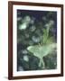 Luna Moth Clings to a Pond Side Chokecherry Tree-Alfred Eisenstaedt-Framed Photographic Print