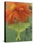 Luna Moth on Orange Dahlia Behind Glass, Pennsylvania, USA-Nancy Rotenberg-Stretched Canvas