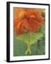 Luna Moth on Orange Dahlia Behind Glass, Pennsylvania, USA-Nancy Rotenberg-Framed Photographic Print