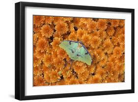 Luna Moth-null-Framed Photographic Print
