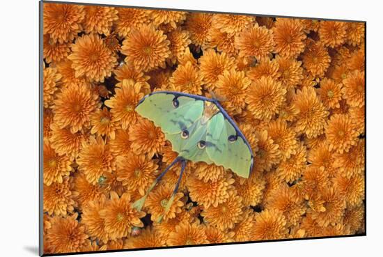 Luna Moth-null-Mounted Photographic Print