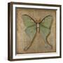 Luna Moth-Patricia Pinto-Framed Art Print