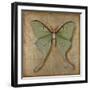 Luna Moth-Patricia Pinto-Framed Art Print