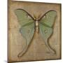 Luna Moth-Patricia Pinto-Mounted Art Print