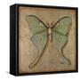 Luna Moth-Patricia Pinto-Framed Stretched Canvas