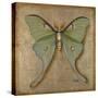 Luna Moth-Patricia Pinto-Stretched Canvas