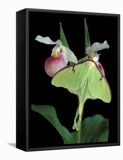 Luna Moths on Showy Lady Slipper, Wilderness State Park, Michigan, USA-Claudia Adams-Framed Stretched Canvas