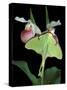 Luna Moths on Showy Lady Slipper, Wilderness State Park, Michigan, USA-Claudia Adams-Stretched Canvas