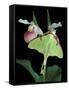 Luna Moths on Showy Lady Slipper, Wilderness State Park, Michigan, USA-Claudia Adams-Framed Stretched Canvas