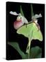 Luna Moths on Showy Lady Slipper, Wilderness State Park, Michigan, USA-Claudia Adams-Stretched Canvas