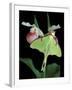 Luna Moths on Showy Lady Slipper, Wilderness State Park, Michigan, USA-Claudia Adams-Framed Premium Photographic Print