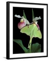 Luna Moths on Showy Lady Slipper, Wilderness State Park, Michigan, USA-Claudia Adams-Framed Premium Photographic Print