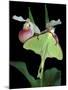 Luna Moths on Showy Lady Slipper, Wilderness State Park, Michigan, USA-Claudia Adams-Mounted Premium Photographic Print