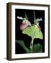 Luna Moths on Showy Lady Slipper, Wilderness State Park, Michigan, USA-Claudia Adams-Framed Photographic Print