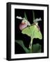 Luna Moths on Showy Lady Slipper, Wilderness State Park, Michigan, USA-Claudia Adams-Framed Photographic Print