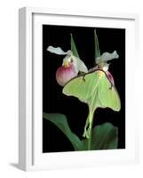 Luna Moths on Showy Lady Slipper, Wilderness State Park, Michigan, USA-Claudia Adams-Framed Photographic Print