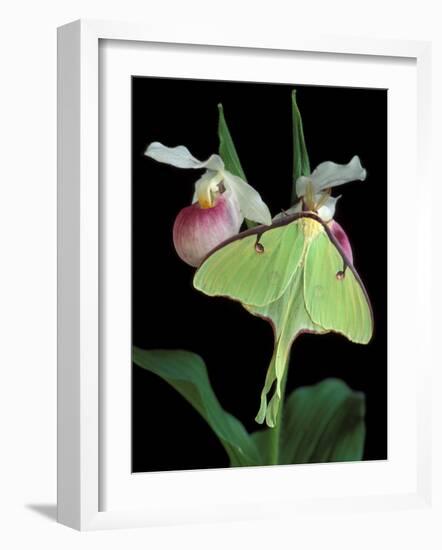 Luna Moths on Showy Lady Slipper, Wilderness State Park, Michigan, USA-Claudia Adams-Framed Photographic Print