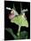 Luna Moths on Showy Lady Slipper, Wilderness State Park, Michigan, USA-Claudia Adams-Mounted Photographic Print
