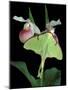 Luna Moths on Showy Lady Slipper, Wilderness State Park, Michigan, USA-Claudia Adams-Mounted Photographic Print