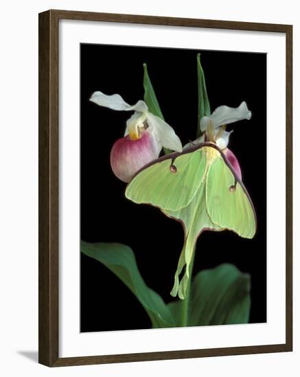 Luna Moths on Showy Lady Slipper, Wilderness State Park, Michigan, USA-Claudia Adams-Framed Photographic Print