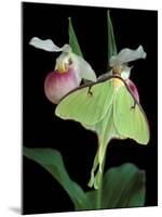 Luna Moths on Showy Lady Slipper, Wilderness State Park, Michigan, USA-Claudia Adams-Mounted Photographic Print