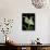 Luna Moths on Showy Lady Slipper, Wilderness State Park, Michigan, USA-Claudia Adams-Mounted Photographic Print displayed on a wall
