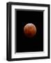 Lunar Eclipse-Alan Diaz-Framed Premium Photographic Print