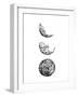 Lunar-Hanna Lee Tidd-Framed Photographic Print