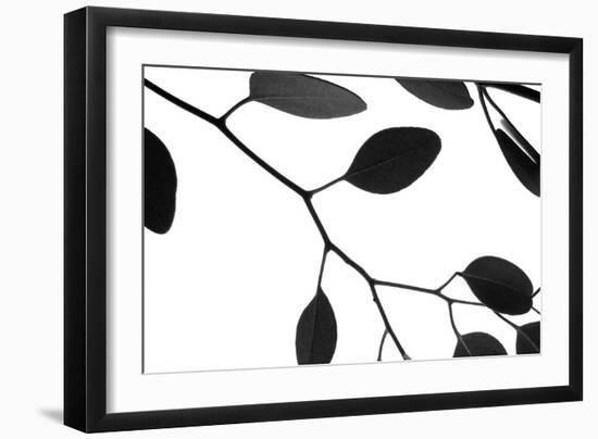 Lunaria Honesty III-Monika Burkhart-Framed Photographic Print