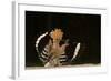 Lunch Is Ready-Giulio Zanni-Framed Photographic Print