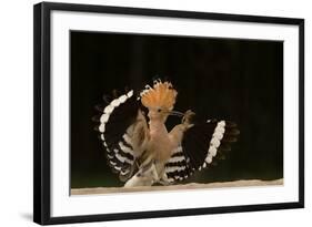 Lunch Is Ready-Giulio Zanni-Framed Photographic Print