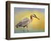 Lunch Time-Janet Slater-Framed Photographic Print