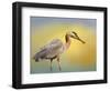 Lunch Time-Janet Slater-Framed Photographic Print