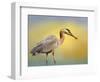 Lunch Time-Janet Slater-Framed Photographic Print