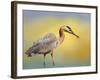 Lunch Time-Janet Slater-Framed Photographic Print