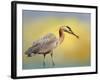 Lunch Time-Janet Slater-Framed Photographic Print